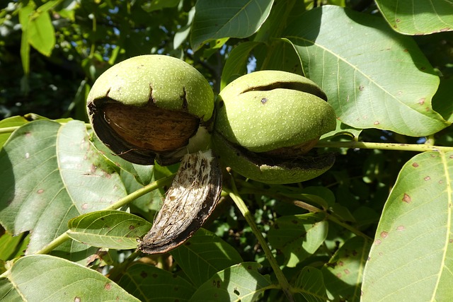 dozrávající vlašské ořechy na stromě